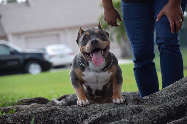dicas-criador-american-bully-pitbull