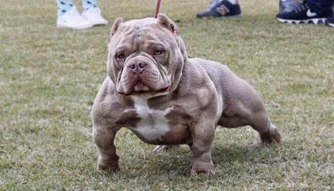 American Bully Micro – Micro Bully American Bully Micro - Micro Bully