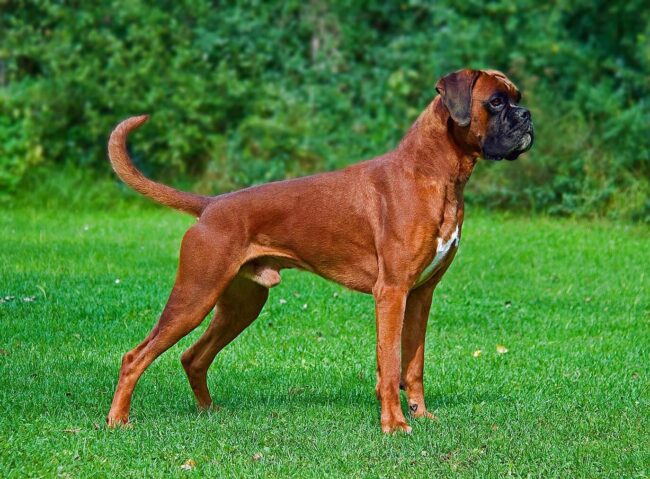 Cachorro Boxer Cachorro Boxer