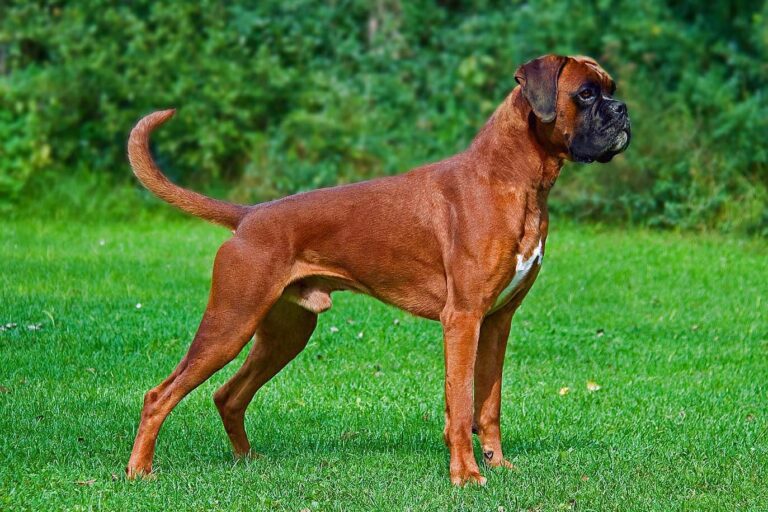 Cachorro Boxer Cachorro Boxer