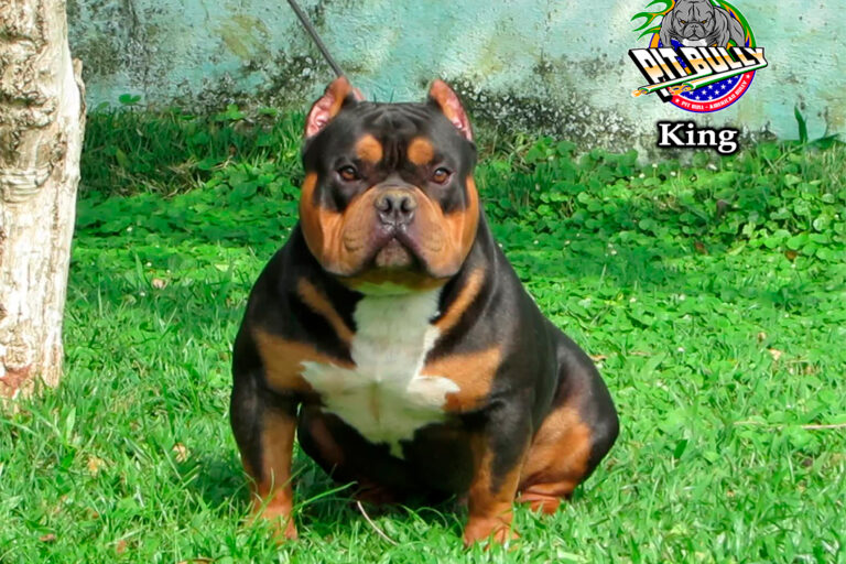 American Bully Tri Black American Bully Tri Black