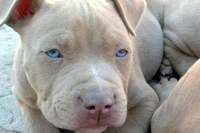 Pit Bull Lilac – Cor Champanhe Pit Bull Lilac - Cor Champanhe