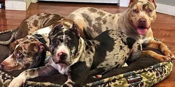 Pit Bull Pit Monster Merle