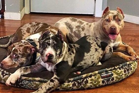 Pit Bull Pit Monster Merle Pit Bull Pit Monster Merle