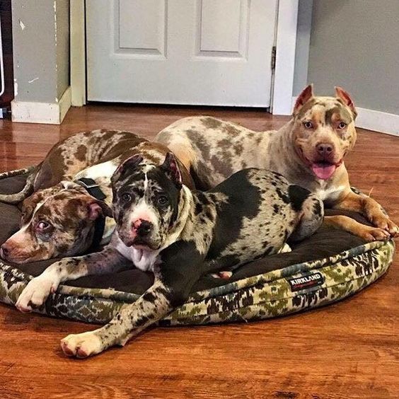 Pit Bull Pit Monster Merle