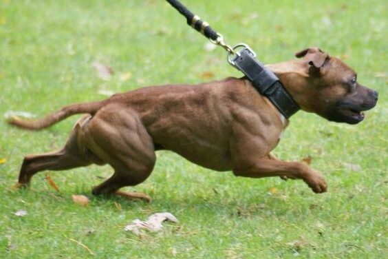 Pit bull e American Bully mais fortes e Musculosos Pit bull e American Bully mais fortes e Musculosos