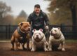 Como Treinar seu Pit Bull