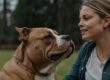 comportamento do american bully