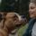 comportamento do american bully